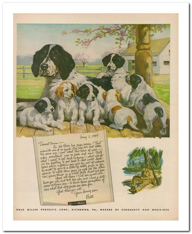 8x10 Vintage Ad 1944 Home Where A To A Litter Of Setter Pups All 02062503074