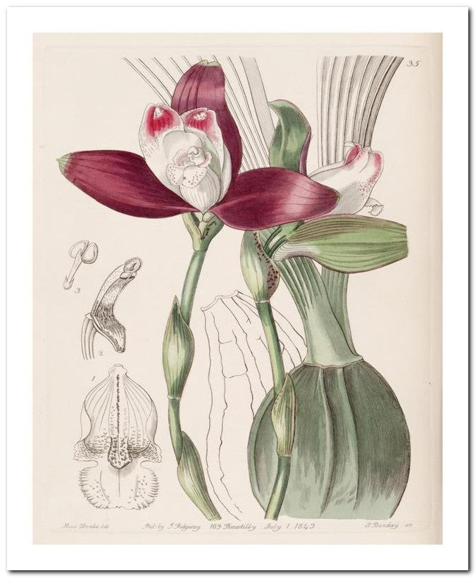 Edward's Botanical Register 8x10 Botanical Art Print 03062500006