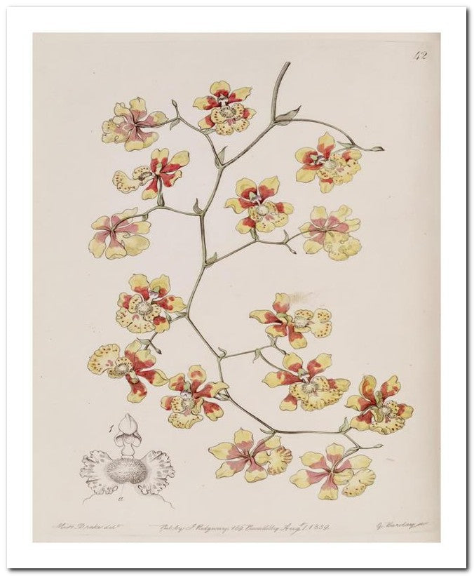 Edward's Botanical Register 8x10 Botanical Art Print 03062500026