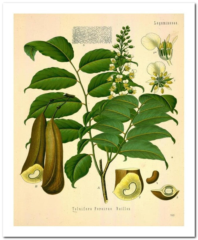Kohler Medizinal Pflanzen 8x10 Botanical Art Print 03062500035