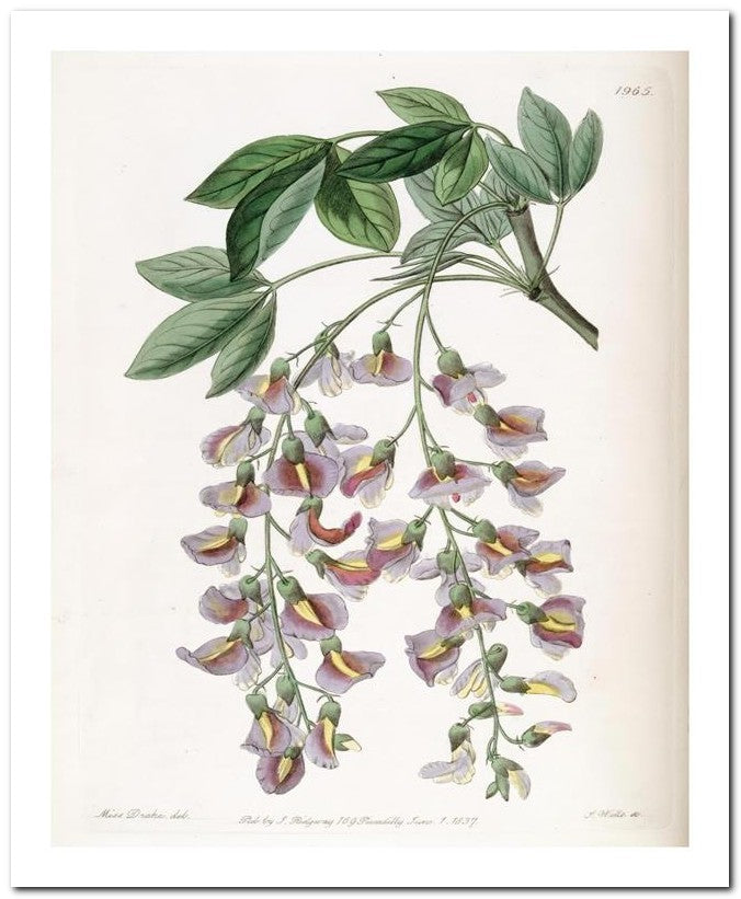 Edward's Botanical Register 8x10 Botanical Art Print 03062500054