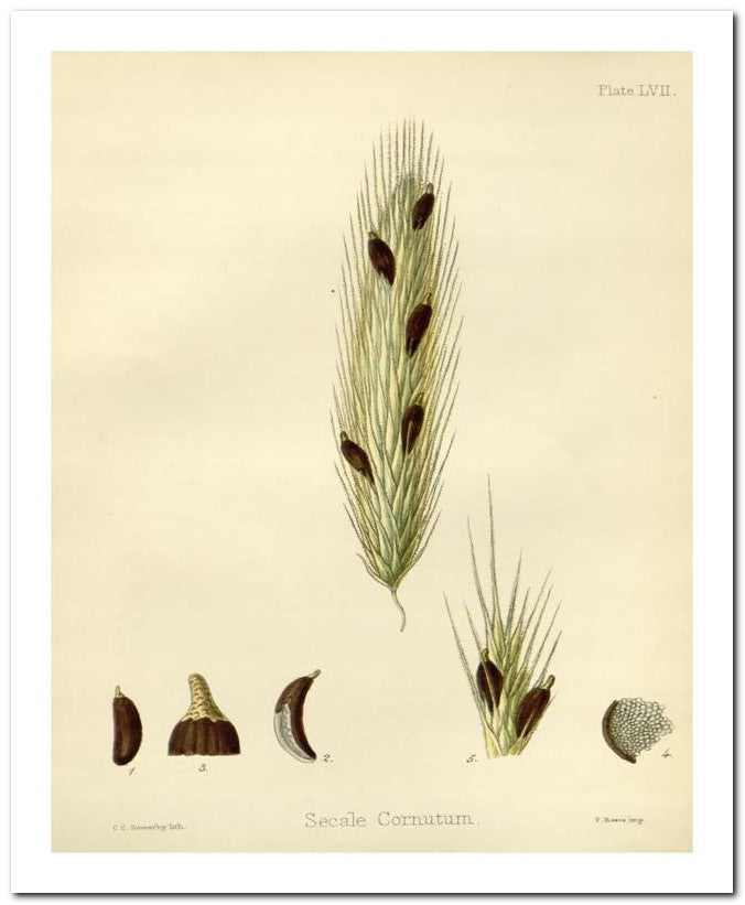 Edward's Botanical Register 8x10 Botanical Art Print 03062500079