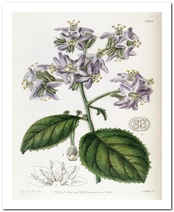 Edward's Botanical Register 8x10 Botanical Art Print 03062500091