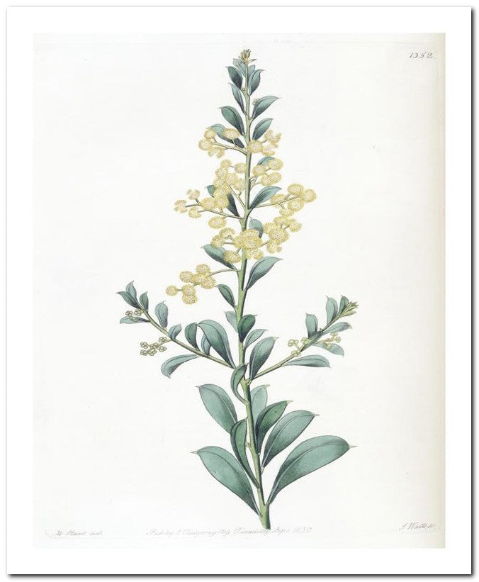 Edward's Botanical Register 8x10 Botanical Art Print 03062500094