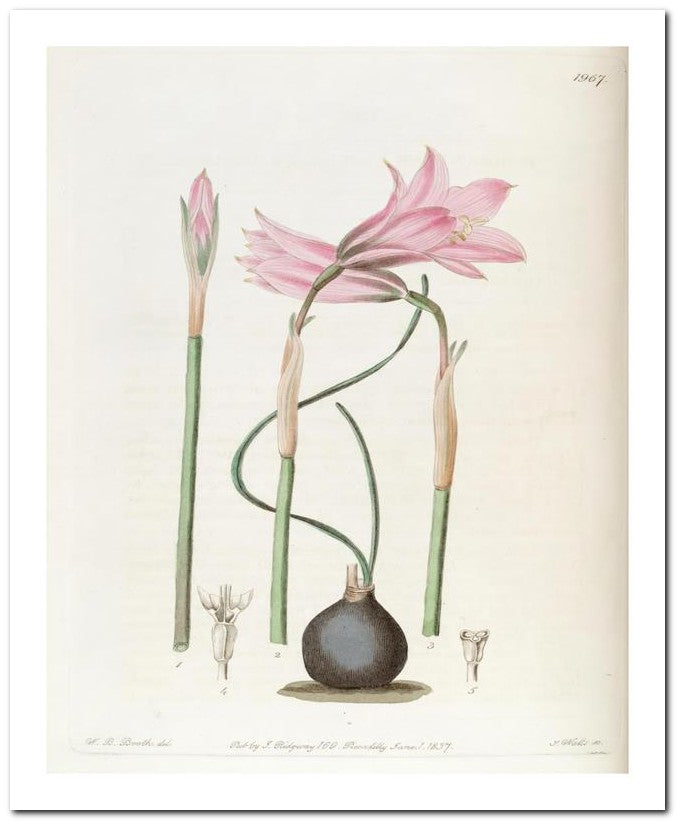 Edward's Botanical Register 8x10 Botanical Art Print 03062500108