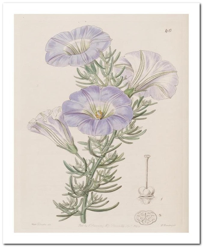 Edward's Botanical Register 8x10 Botanical Art Print 03062500116