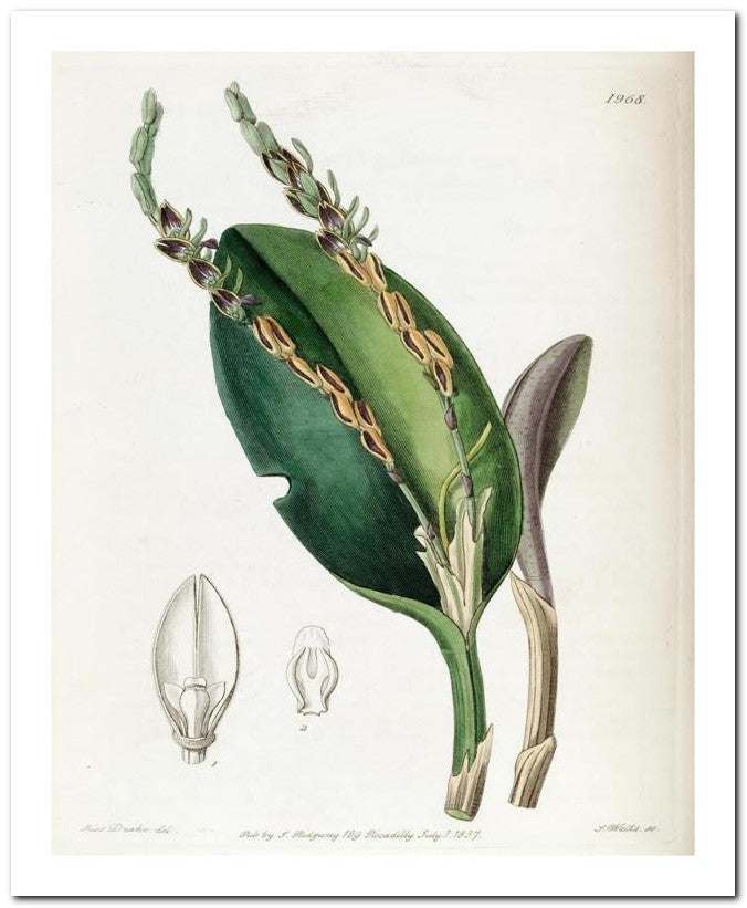 Edward's Botanical Register 8x10 Botanical Art Print 03062500123