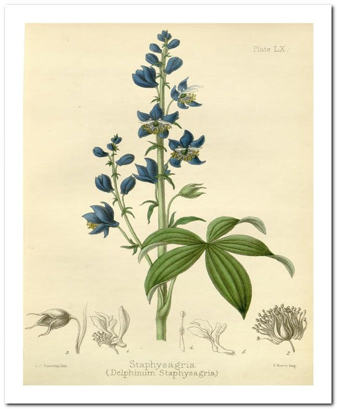 Edward's Botanical Register 8x10 Botanical Art Print 03062500125