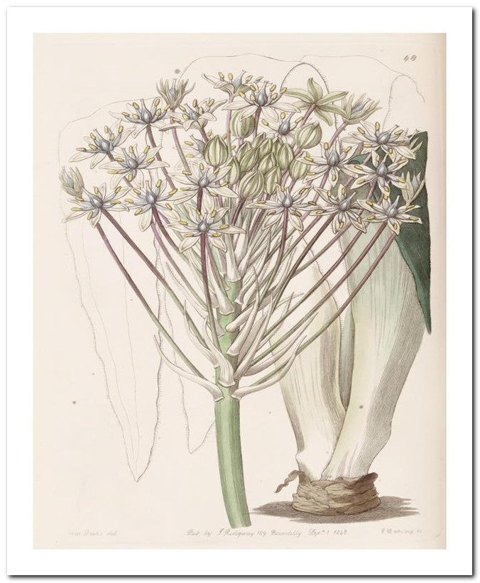 Edward's Botanical Register 8x10 Botanical Art Print 03062500133