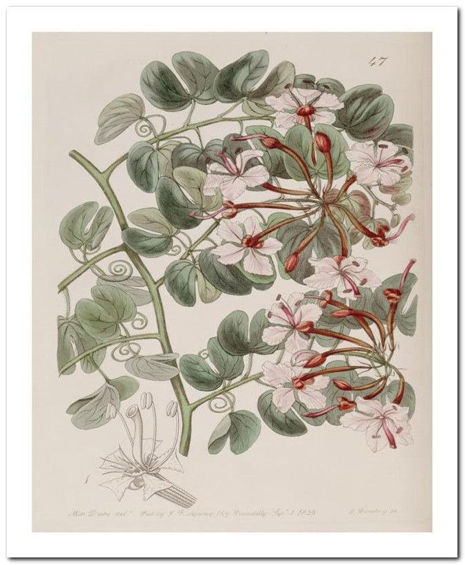 Edward's Botanical Register 8x10 Botanical Art Print 03062500137