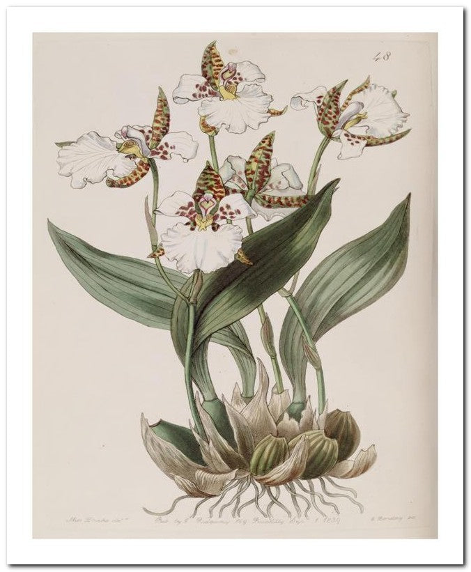 Edward's Botanical Register 8x10 Botanical Art Print 03062500152