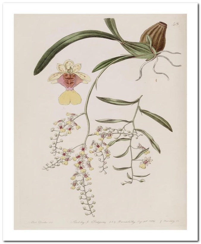 Edward's Botanical Register 8x10 Botanical Art Print 03062500153