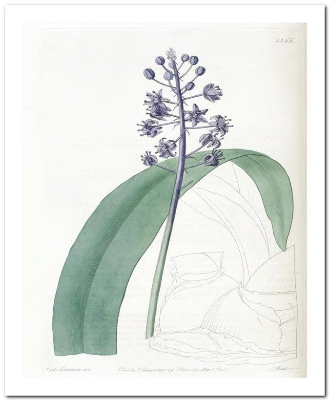 Edward's Botanical Register 8x10 Botanical Art Print 03062500156