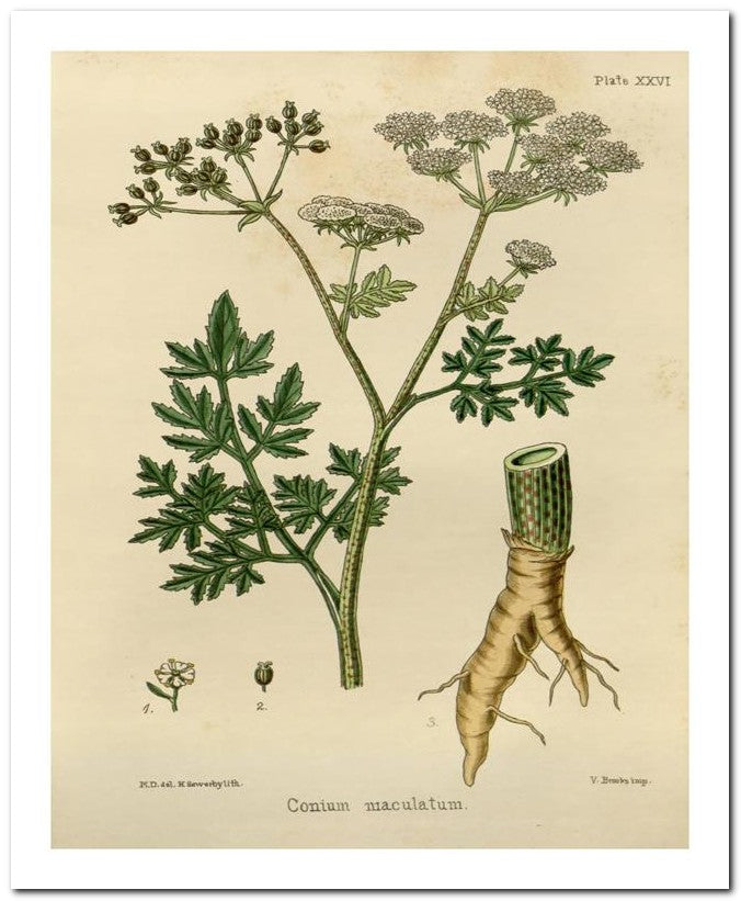 The Flora Homoeopathica 8x10 Botanical Art Print 03062500158