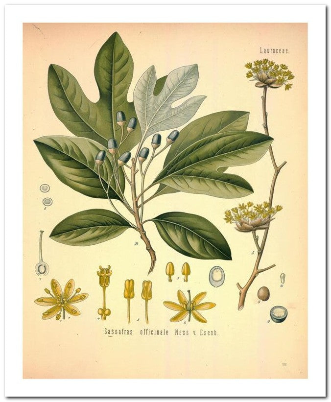 The Flora Homoeopathica 8x10 Botanical Art Print 03062500159
