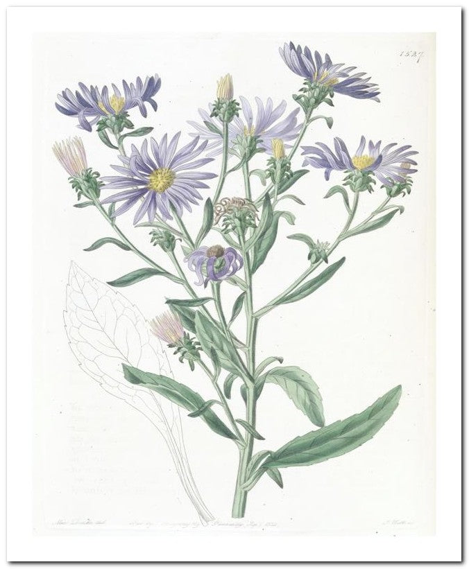 Edward's Botanical Register 8x10 Botanical Art Print 03062500170
