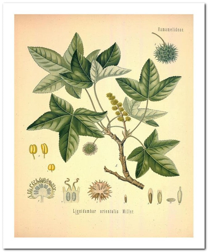 Edward's Botanical Register 8x10 Botanical Art Print 03062500171