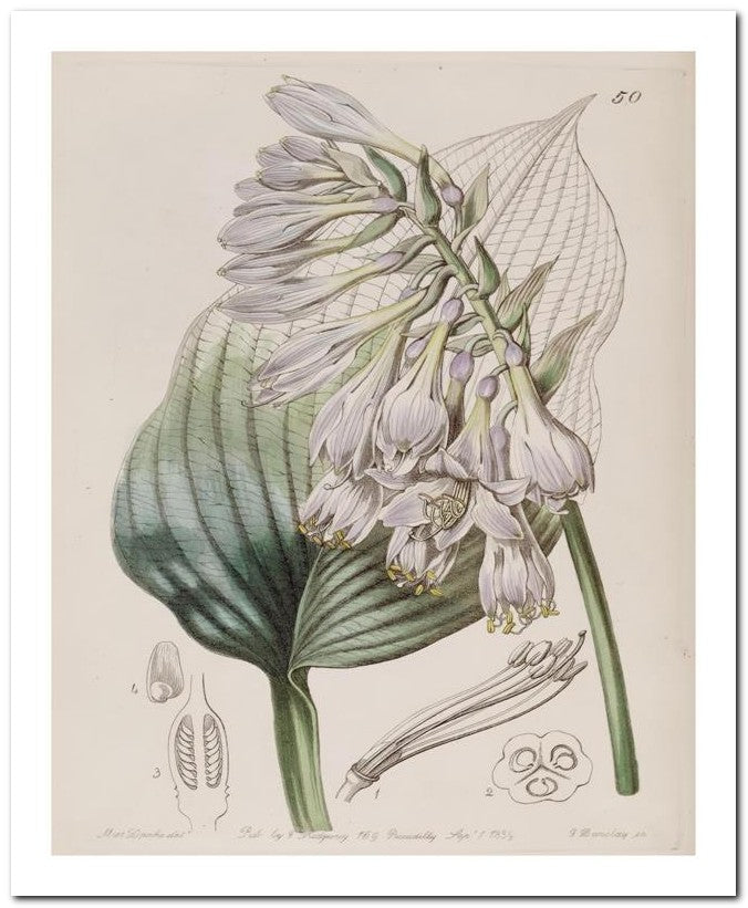 Edward's Botanical Register 8x10 Botanical Art Print 03062500183