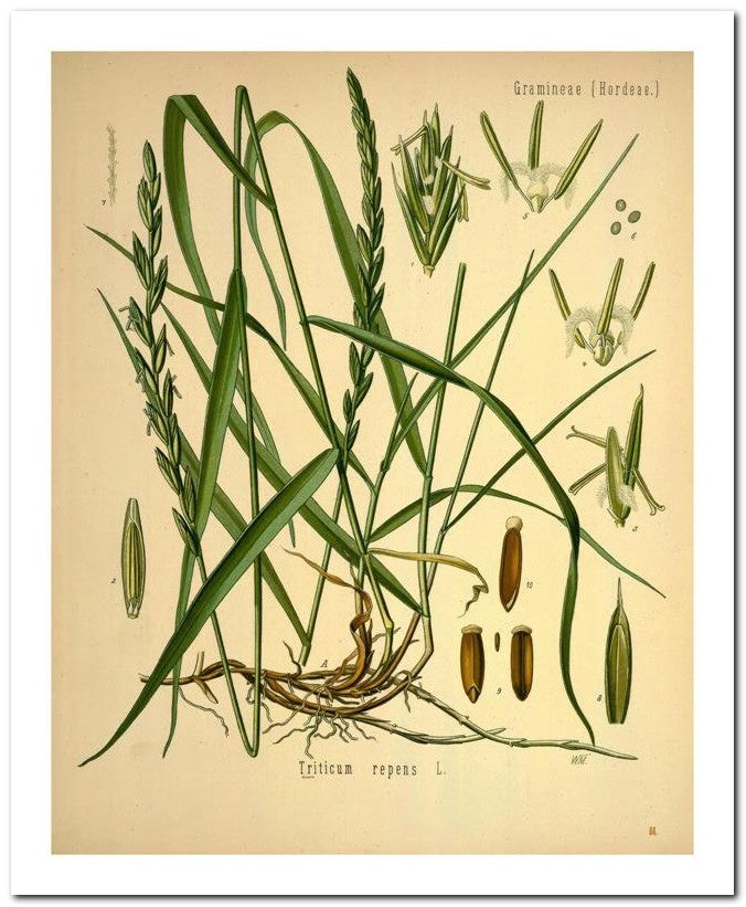 The Flora Homoeopathica 8x10 Botanical Art Print 03062500189
