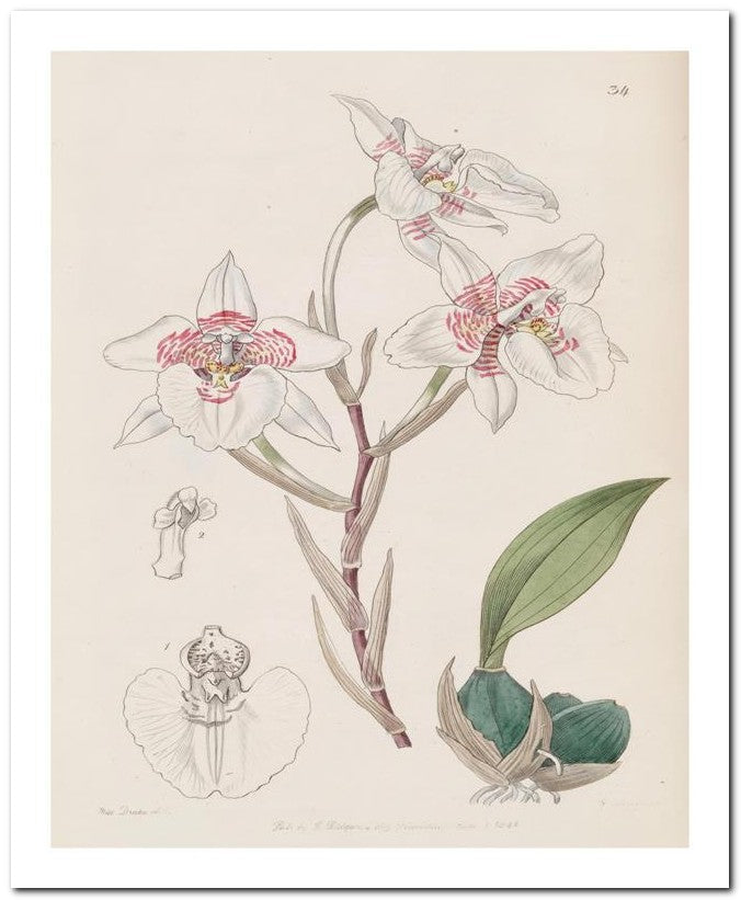 Edward's Botanical Register 8x10 Botanical Art Print 03062500192