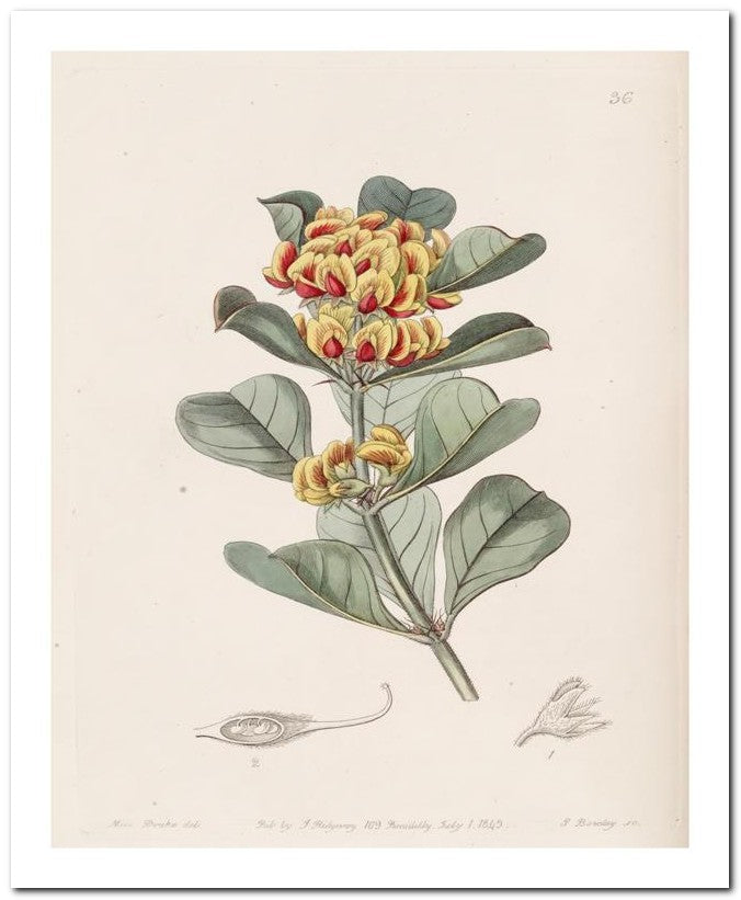 Edward's Botanical Register 8x10 Botanical Art Print 03062500194