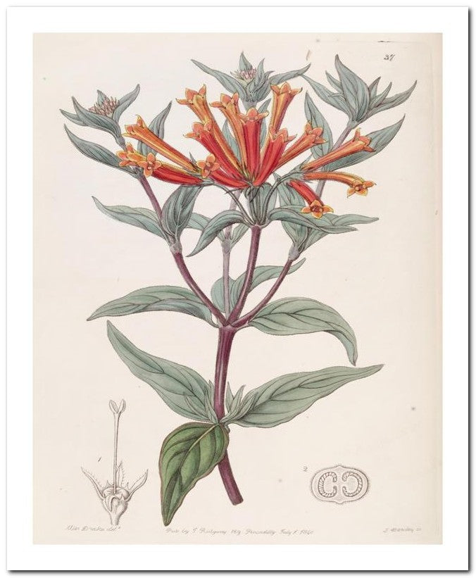 Edward's Botanical Register 8x10 Botanical Art Print 03062500197