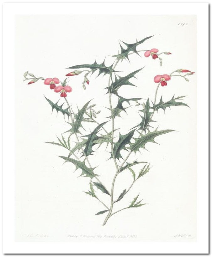 Edward's Botanical Register 8x10 Botanical Art Print 03062500201