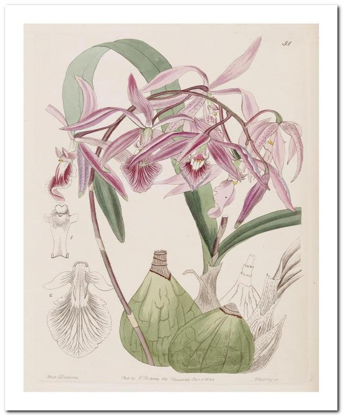 Edward's Botanical Register 8x10 Botanical Art Print 03062500208