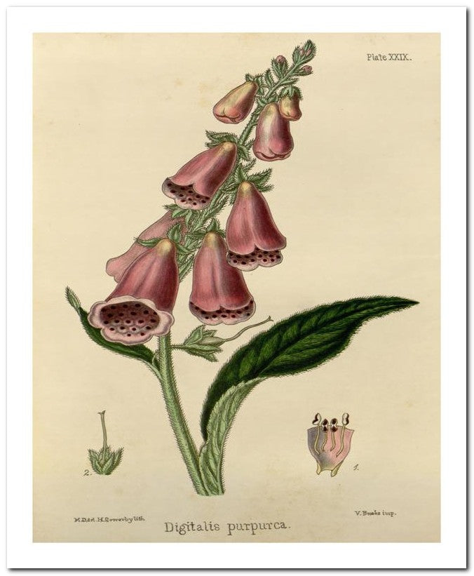 The Flora Homoeopathica 8x10 Botanical Art Print 03062500220