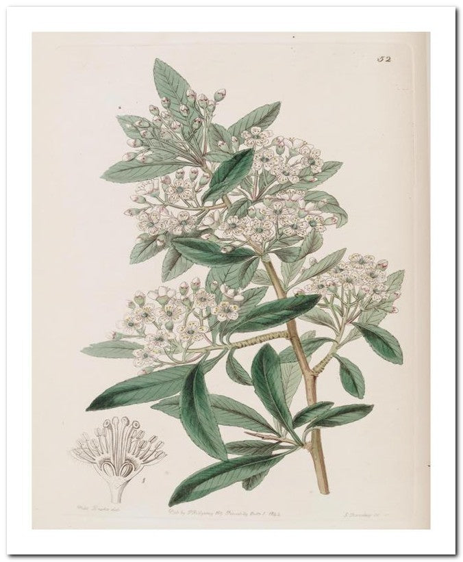 Edward's Botanical Register 8x10 Botanical Art Print 03062500225