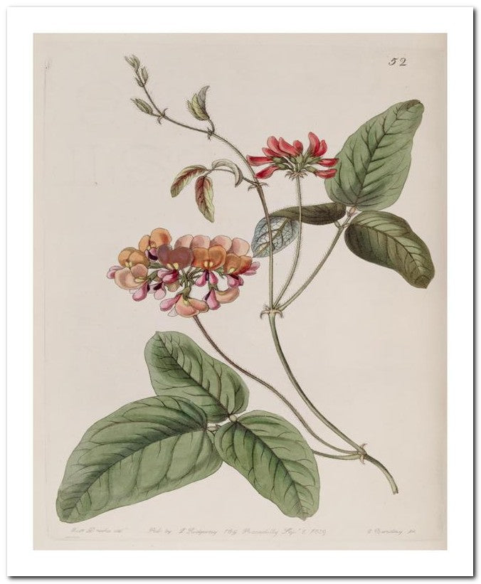 Edward's Botanical Register 8x10 Botanical Art Print 03062500230