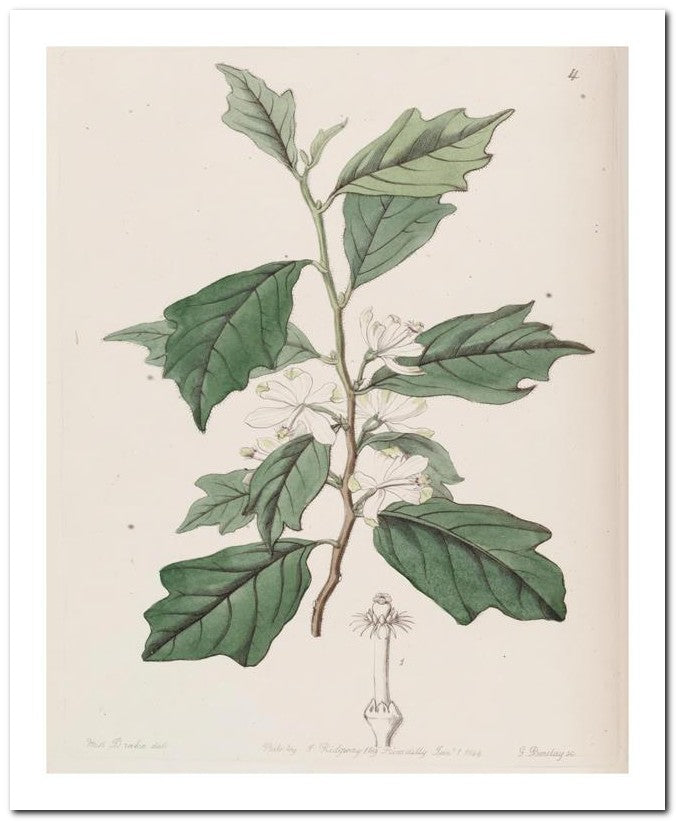 Edward's Botanical Register 8x10 Botanical Art Print 03062500240