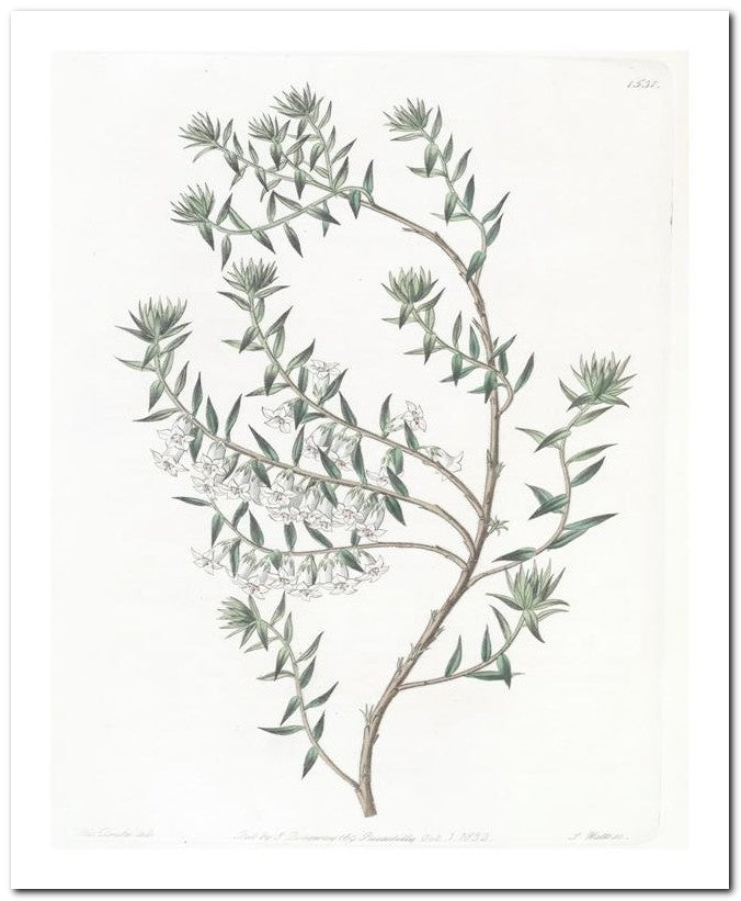Edward's Botanical Register 8x10 Botanical Art Print 03062500246