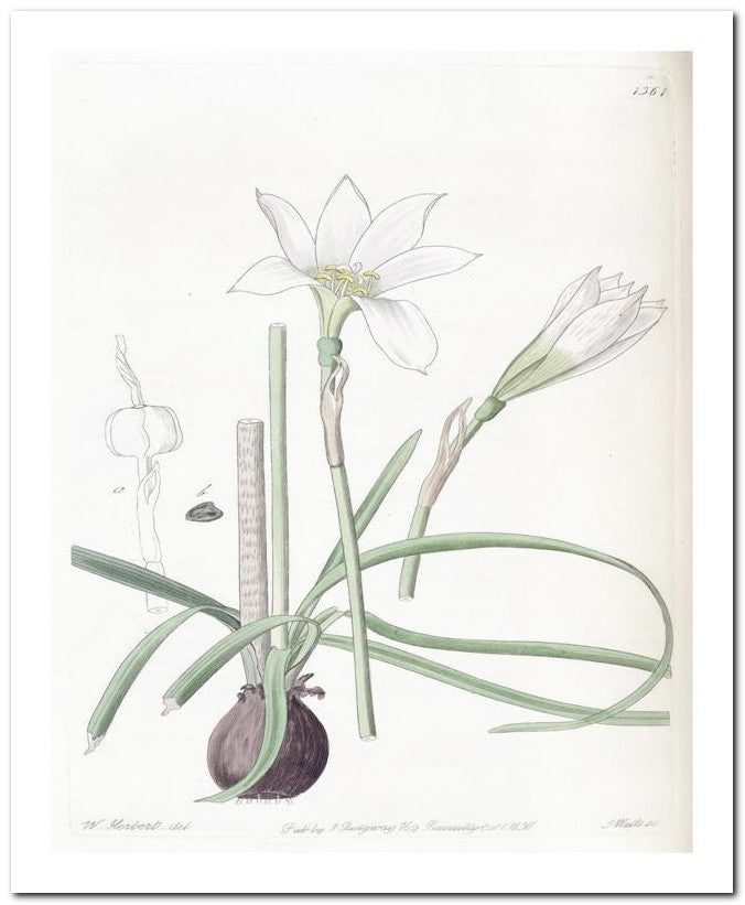 Edward's Botanical Register 8x10 Botanical Art Print 03062500264