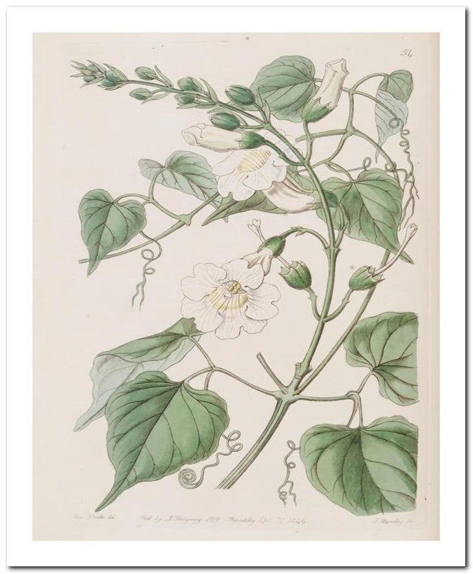 Edward's Botanical Register 8x10 Botanical Art Print 03062500270