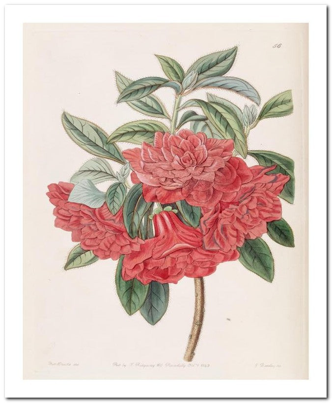 Edward's Botanical Register 8x10 Botanical Art Print 03062500273