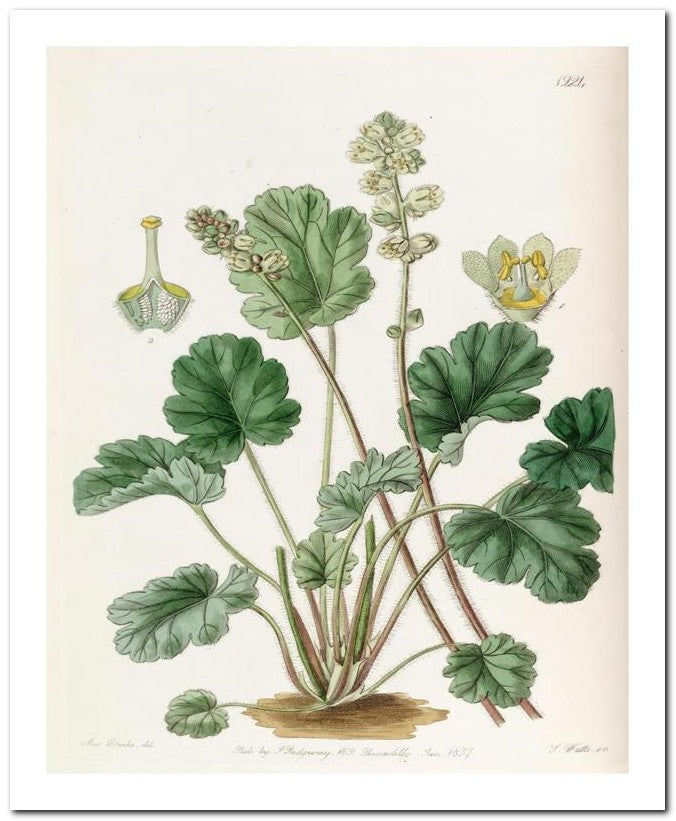 Edward's Botanical Register 8x10 Botanical Art Print 03062500293