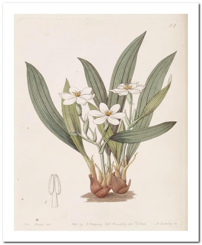 Edward's Botanical Register 8x10 Botanical Art Print 03062500303