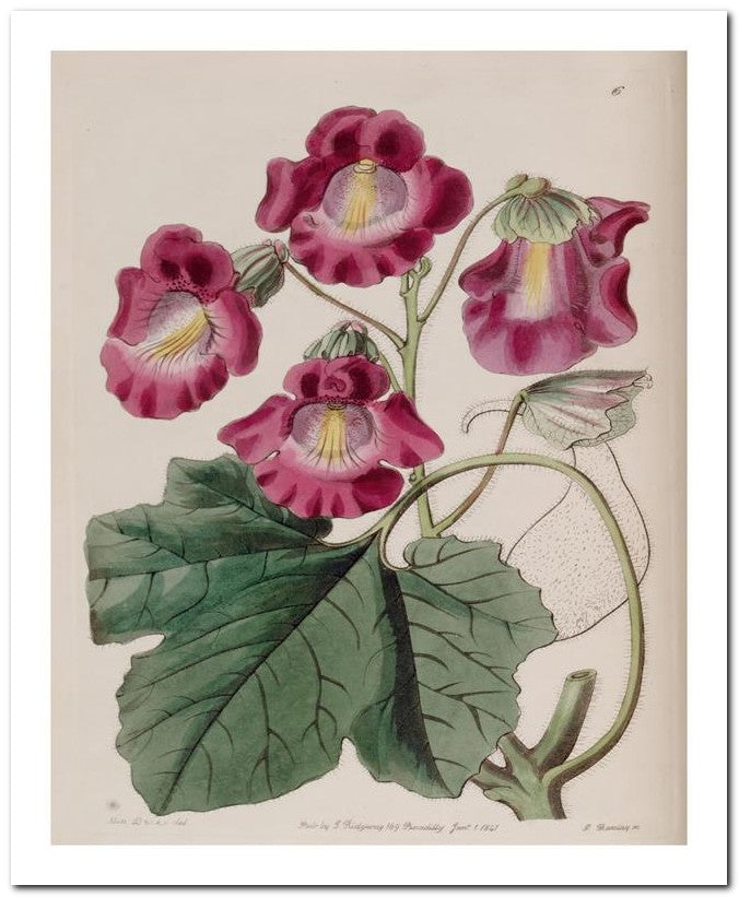 Edward's Botanical Register 8x10 Botanical Art Print 03062500305