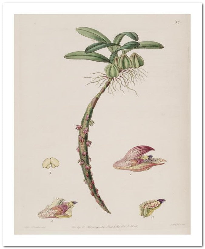 Edward's Botanical Register 8x10 Botanical Art Print 03062500308