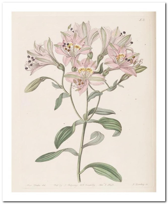 Edward's Botanical Register 8x10 Botanical Art Print 03062500318