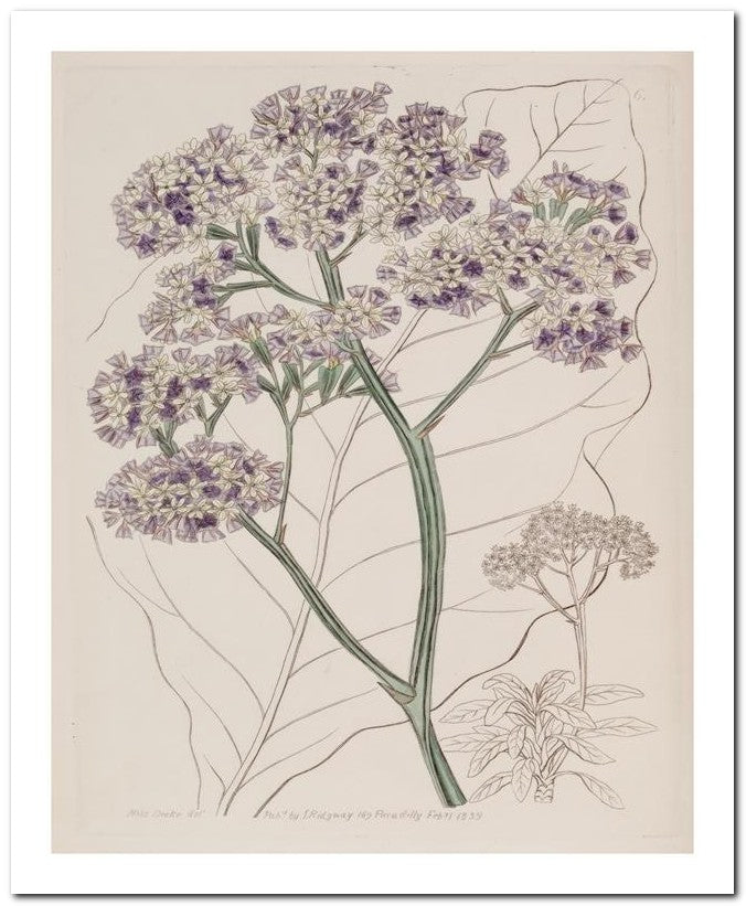 Edward's Botanical Register 8x10 Botanical Art Print 03062500323