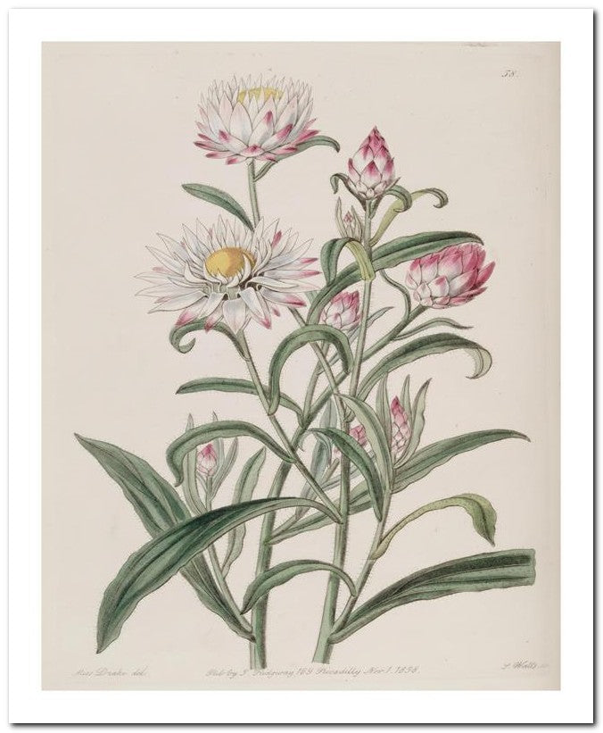 Edward's Botanical Register 8x10 Botanical Art Print 03062500324