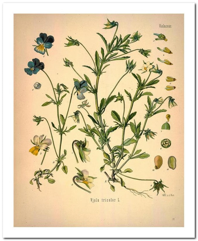 Kohler Medizinal Pflanzen 8x10 Botanical Art Print 03062500331