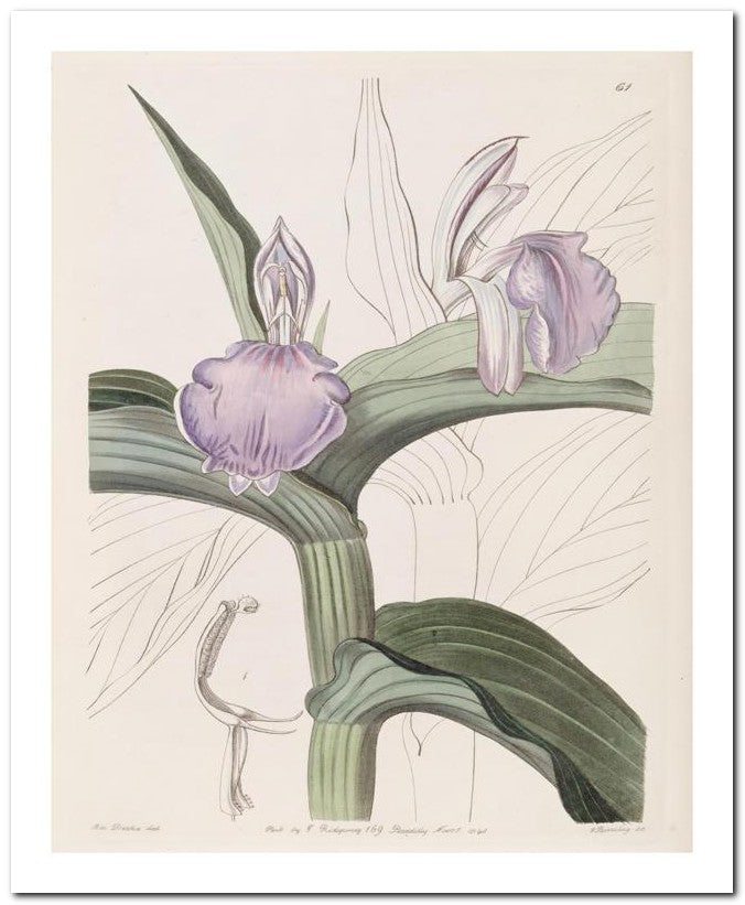 Edward's Botanical Register 8x10 Botanical Art Print 03062500338