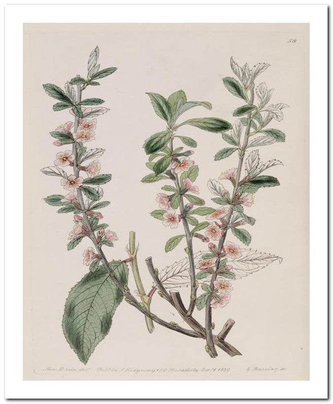 Edward's Botanical Register 8x10 Botanical Art Print 03062500339