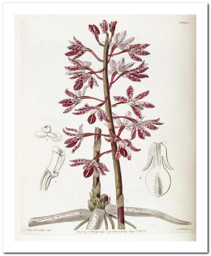Edward's Botanical Register 8x10 Botanical Art Print 03062500341
