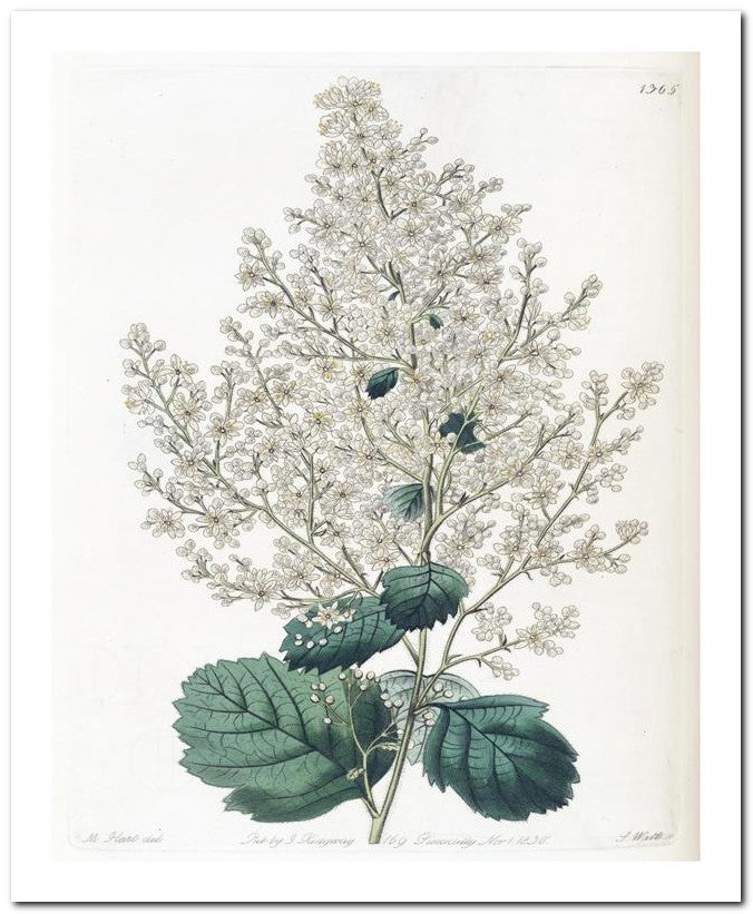 Edward's Botanical Register 8x10 Botanical Art Print 03062500343