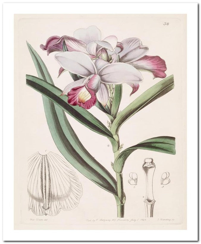 Edward's Botanical Register 8x10 Botanical Art Print 03062500367