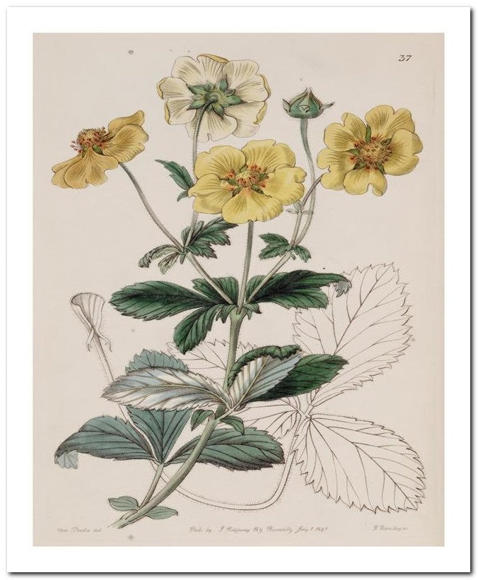 Edward's Botanical Register 8x10 Botanical Art Print 03062500368
